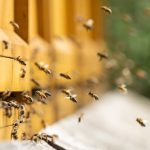 A méhkaptár valódi szuperorganizmus