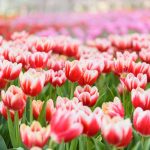 A tulipán nem csak szép, de az egészségre is előnyös