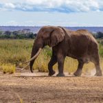 Botswana elefántok ezreivel fenyeget