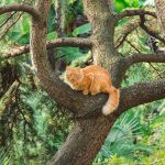 Ezért ragadhat a macska a fán