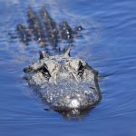 Hatalmas krokodilra támadt egy tigriscsalád + VIDEÓ