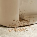 Így szabadulhat meg a hangyáktól