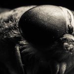 Méretes rovar, amelynek csípése veszélyes lehet ránk