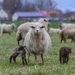 Óvakodj a bárányoktól, mert a simogatásuk halálos lehet