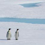 Pingvinek ezrei pusztulnak el a felmelegedés miatt