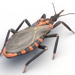 Rendkívül veszélyes rovar jelent meg hazánkban