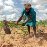 Súlyos gabonahiány fenyegeti Afrika déli részét
