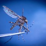 Szúnyoglárvák elleni tablettákat osztanak Pécsen