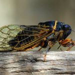 Több trillió jelenhet meg ebből a rovarból májusban + VIDEÓ
