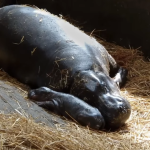 Törpe víziló született a Szegedi Vadasparkban + VIDEÓ