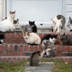 Állatkínzás miatt emeltek vádat egy 26 macskát tartó pécsi nő ellen
