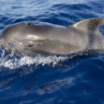 Az első rövidszárnyú gömbölyűfejű-delfint mentették meg Kínában