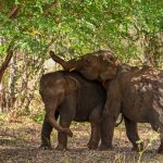Elefántokat ölt a monszuneső
