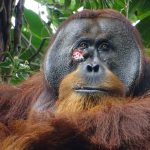 Elképesztő dolgot tett egy orangután