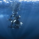Kardszárnyú delfinek lékelték meg a hatalmas jachtot