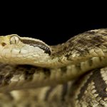 Kiderült, miért mar Dél-Amerika legveszélyesebb kígyója