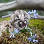 Puma hármasikrek születtek a Nyíregyházi Állatparkban