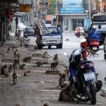 Ritkítják a thaiföldi „majomváros” vad majom populációját