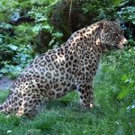 Újra a HM lett a „gazdája” a perzsa leopárdoknak