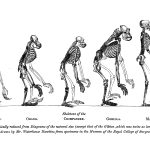 A híres „haladás menete” evolúciós illusztráció, amit mindenki ismer, úgy tűnik, téves