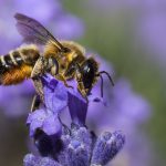 A méhek felismerik az emberi rákot