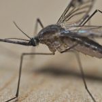A szakértő elárulta, miért imádhatnak minket a szúnyogok szinte megszállottként
