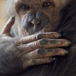 Csimpánzok segíthetnek új gyógyszerek felkutatásában