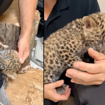 Észak-kínai leopárd született a Szegedi Vadasparkban + VIDEÓ