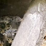 Európai vadmacskák születtek a Szegedi Vadasparkban + VIDEÓ