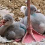 Flamingókfiókák születtek a budapesti állatkertben