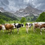 Gyilkos tehenek végeztek ki egy nőt az Alpokban