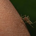Így enyhíthető az irritáció szúnyogcsípés után