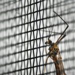 Járványokat terjeszthetnek az új szúnyogfajok