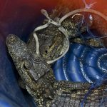 Készpénz halmok és krokodilok egy guatemalai börtönben