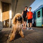 Kutyaországbérlettel és oltási könyvvel utazhat kutyánk a Balatonra