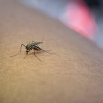 Már Magyarországon is elérhető a dengue-láz elleni védőoltás