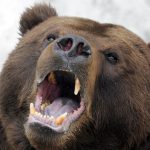 Sok a medve egy orosz városban
