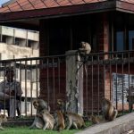 Szökést rendeztek a majmok, majd megpróbáltak elfoglalni egy rendőrőrsöt