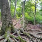 A magyar erdők haszna a magyar embereké