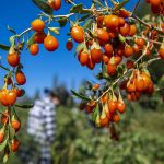 A fehérjében és vitaminokban gazdag csodabogyó