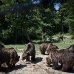 Befogják a román hatóságok a Transzfogarasi út mentén turistalátványossággá vált „kolduló medvéket”