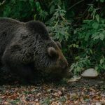 Medve támadt két emberre Brassó megyében