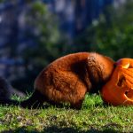 Miért ne dobjuk el az erdőben a dísztököt halloween után?