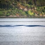 A természettudós elárulta a Loch Ness-i szörny titkát