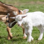 Csupán egy hónap áll rendelkezésre a kérelem benyújtására